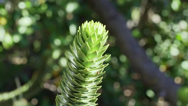slow motion of a detail of Araucaria tree branch, also evergreen coniferous tree or monkey tail tree, with thick sharp needles, close to Lanin volcano in the border region between Argentina and Chile.