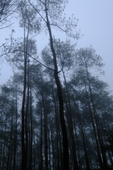 Obraz na płótnie Canvas fog in the pine forest. a pine forest that gets misty when it rains. the forest looks mystical.