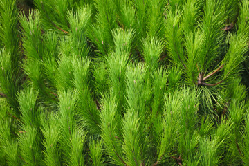 Green coniferous plant in nature as a background