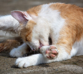 The cat is sitting on the road in the park