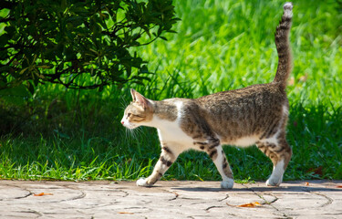 The cat is walking on the pavement in the park.