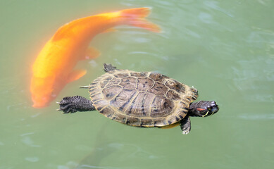 Turtle and golden carp swim in the water