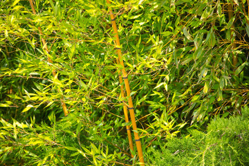 Thickets of bamboo in tropical nature