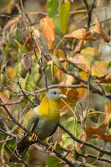 A Yellow Footed Green Pigeon on a tree.