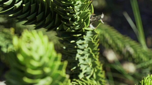 slow motion of a detail of Araucaria tree branch, also evergreen coniferous tree or monkey tail tree, with thick sharp needles, close to Lanin volcano in the border region between Argentina and Chile.