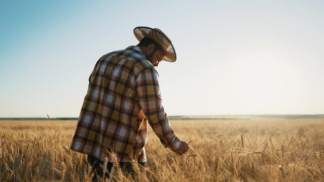 Farmer man in hat walks through wheat field and touches ripe wheat ears with his hands, controlling and checking quality. Summer harvest season. Agronomist specialist is engaged in growing plants.