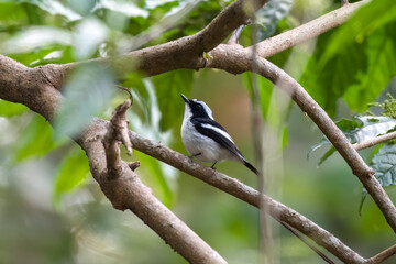 Little pied flycatcher or Ficedula westermanni observed in Rongtong in India
