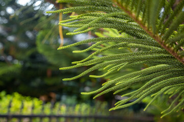 Sunny Asia. A branch of a coniferous tree. An exotic tree. Macro photography. Screensaver with floral ornament