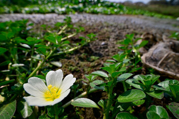 White flower at Lake Chilika, India