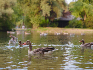 ducks on pond in Englischer Garten park, Munich