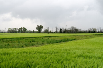 Po Valley landscape field cultivation nature natural agriculture farmhouse tree earth