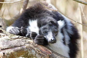 Endemic Black-and-white ruffed lemur