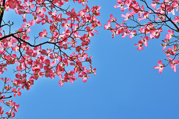 ハナミズキの花