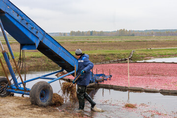 The process of loading fresh cranberries into a trailer.