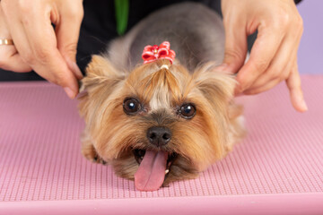 Groomer cleans ears of Yorkshire Terrier at home, professional care of dog, groomer services