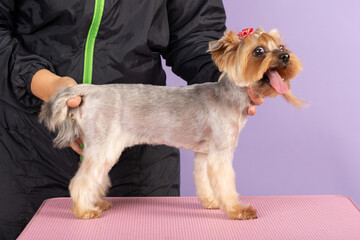 Dog show participant demostrates Yorkshire Terrier dog