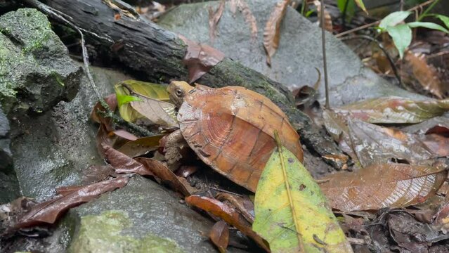 A beautiful asian leaf turtle in the jungle