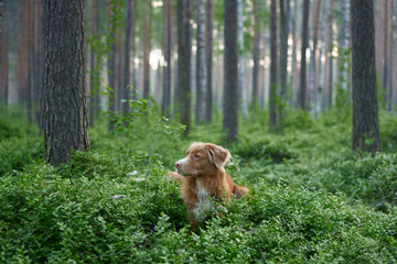 Dog in the forest. Walking with a pet. Red Nova Scotia Duck Tolling Retriever in nature, in a pine park