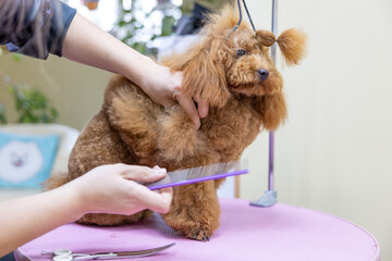 poodle hairstyle. The girl is combing the dog. Pet grooming. Animal on a groomer salon background