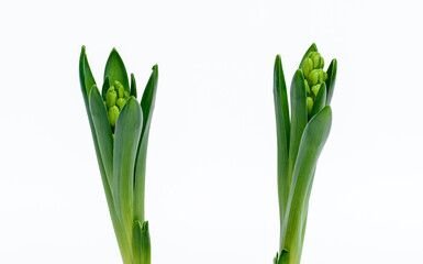 Dwa zielone hiacynty na dwa dni przed rozkwitem © Paweł Kacperek