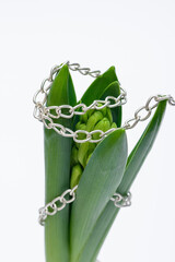 Roślina splątana łańcuchem  © Paweł Kacperek