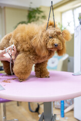 Dog grooming. poodle trustingly gives the mistress a paw for shearing with scissors. Dog salon grooming concept