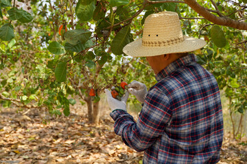 Farmers take bunches of cashews from the trees to inspect the quality of the produce. The fruit looks like rose apple or pear. At the end of the fruit there is a seed, shaped like a kidney. 