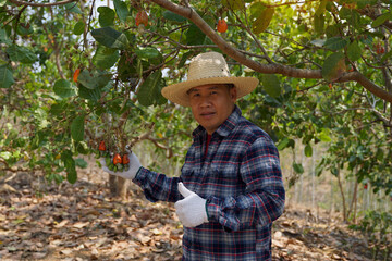Farmers take bunches of cashews from the trees to inspect the quality of the produce. with a thumbs up for this year's output. soft and selective focus. 
