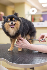 spitz in grooming salon. groomer cuts spitz dog hair with professional tools. animal healthcare, haircuts styling at vet clinic. take care of dogs.