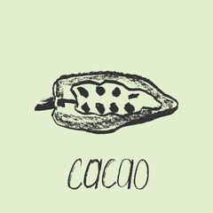 Cocoa bean icon. Hand drawn sketch vector Cacao beans. Cocoa beans isolated. Symbol Bean-to-Bar cacao. Organic product doodle for cafe, label chocolate, cocoa butter badge. Plant part for logo design.