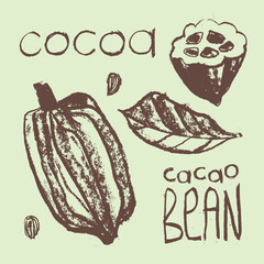 Cocoa bean icon. Hand drawn sketch vector Cacao beans. Cocoa beans isolated. Symbol Bean-to-Bar cacao. Organic product doodle for cafe, label chocolate, cocoa butter badge. Plant part for logo design.