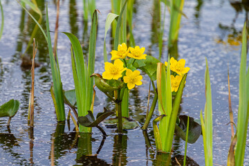 Kwiat na bagnach knieć błotna © KoLesfot