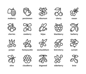 Obraz premium Berry simple set of vector linear icons. Isolated collection of berries icons on white background. Vector symbol set of berries.