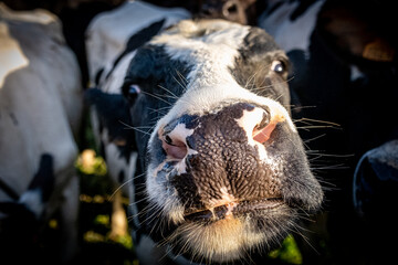 Close up, muzzle of a curious black and white cow