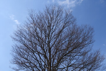 早春の欅の大木と青空