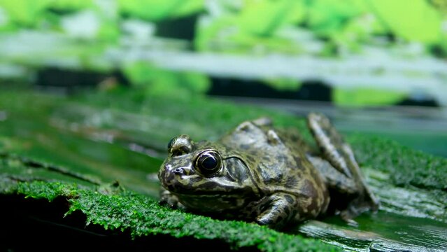 African Bullfrog Mating On Water frog in aquarium transparent water algae stones sitting frozen bulging eyes huge waterfowl disgust background nature natural life aquarium vancouver british columbia
