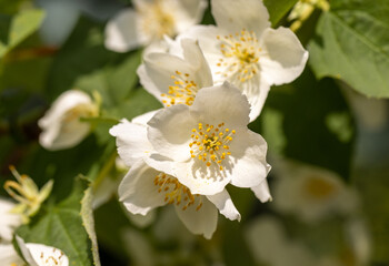 Obraz na płótnie Canvas Beautiful white jasmine blossom flowers in spring time. Background with flowering jasmin bush.