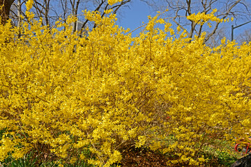 Forsythia, genus of flowering plans in olive family Oleaceae, in Central Park on spring bright day. New York City