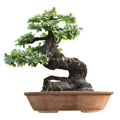 Small bonsai plants in pots are a hobby for decorating the garden isolated on transparent background
