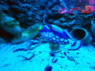 fish, corals and reef in blue colors