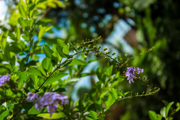 Fresh flowers and green leaves. Selective focus. Blurred greenery background. Used for spring background. Copy space