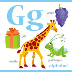 Fototapeta premium Alphabet letter G with cartoon vocabulary illustration: giraffe, grape, gift, grasshopper. Cute children ABC alphabet flash card with letter G for kids learning English vocabulary.