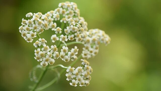 Yarrow  or Achillea millefolium flowers on nature background.