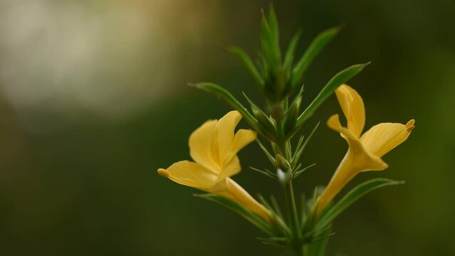 Barleria prionitis flowers on nature background.