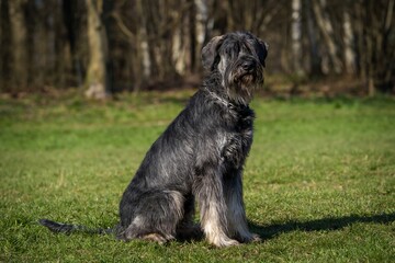 schnauzer dog portrait on the grass