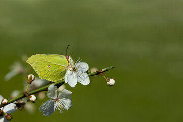Latolistek cytrynek, żółty motyl na białym kwiatku