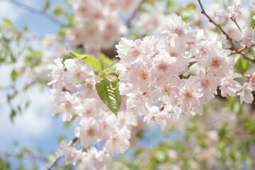 桜
