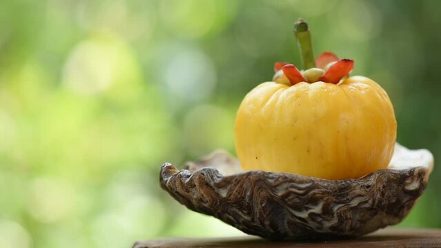 Garcinia atroviridis or Garcinia fruit on nature background.