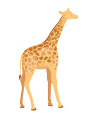 Concept Fauna animal giraffe. This illustration is a flat vector cartoon design featuring a giraffe, an iconic fauna animal, against a white background. Vector illustration.