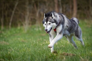 Siberian dog in action in the grass
